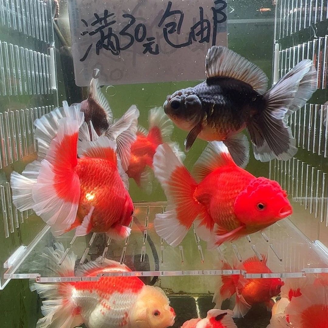 金鱼百褶泰狮压成