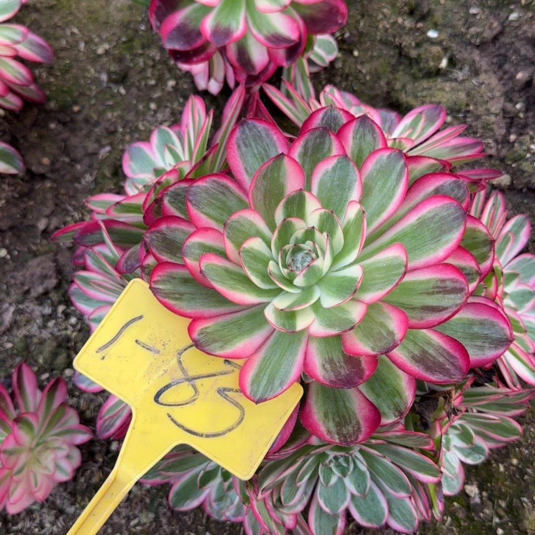 1+83++-多头多肉植物