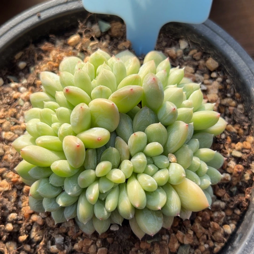 百达翡翠1111111111111