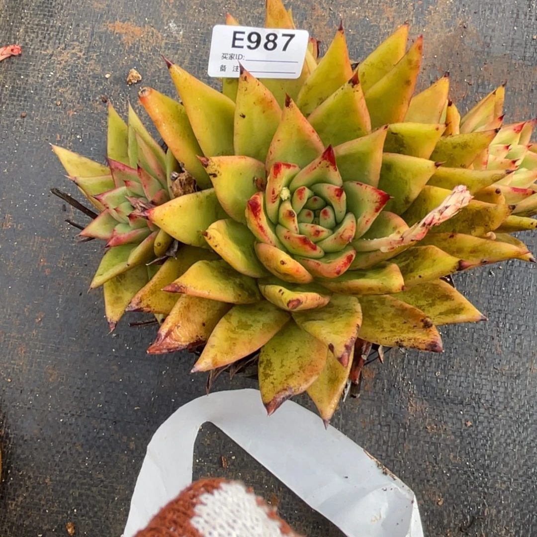 无花朵若如东云单拍E987