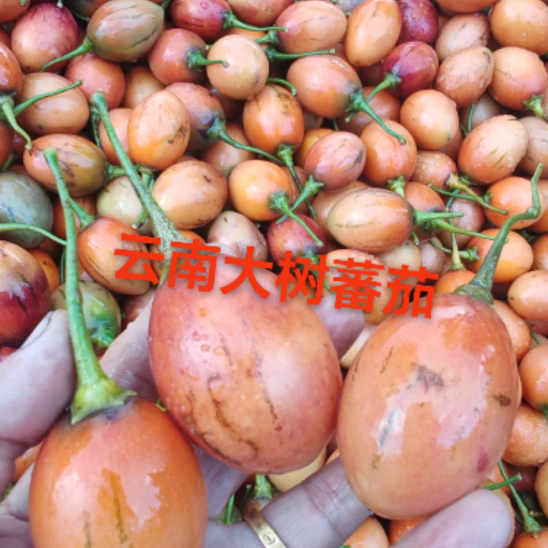 云南特产大树番茄洋酸茄洋鸡蛋缅茄时令新鲜果蔬傣味树蕃茄