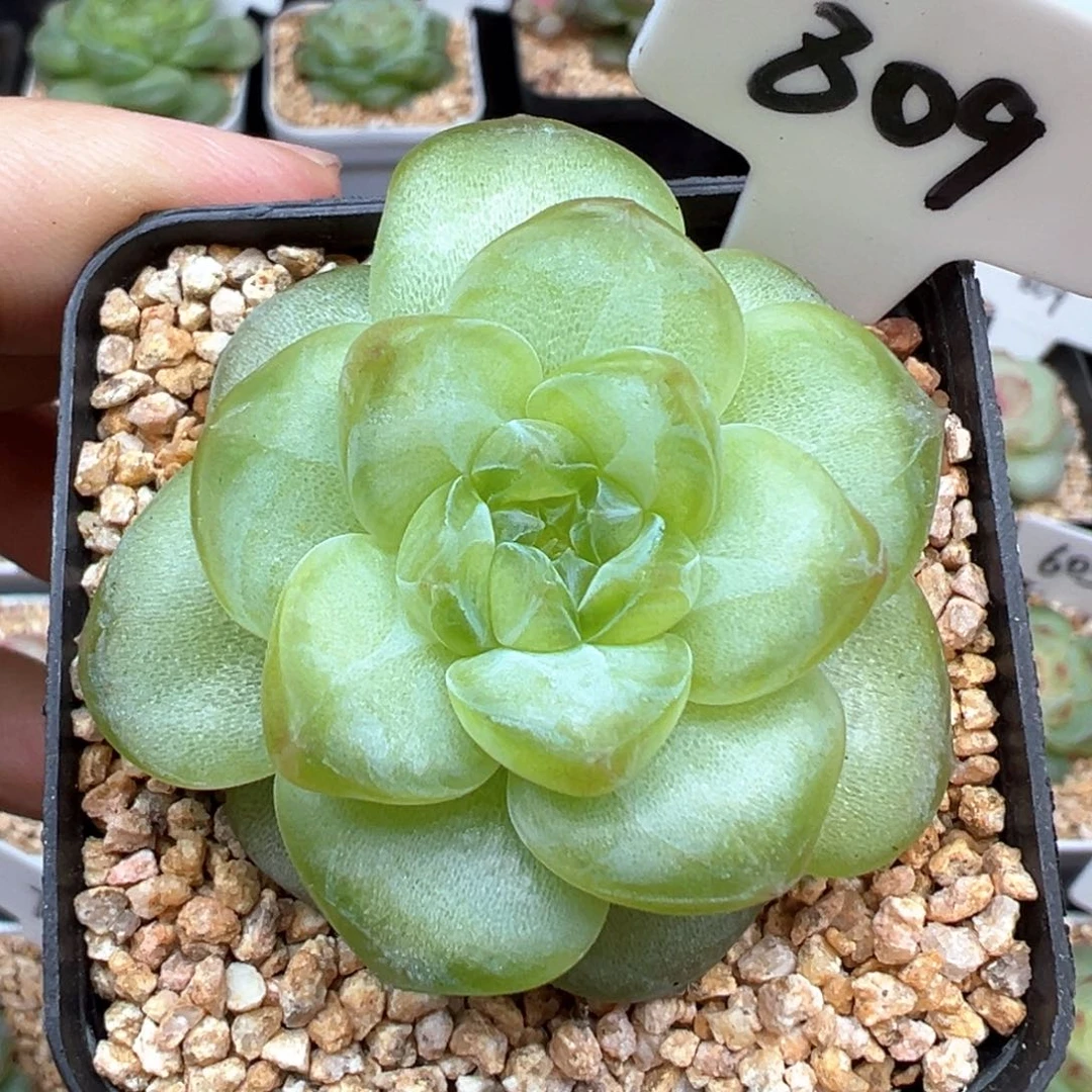 809号风花雪月系列玉瑶