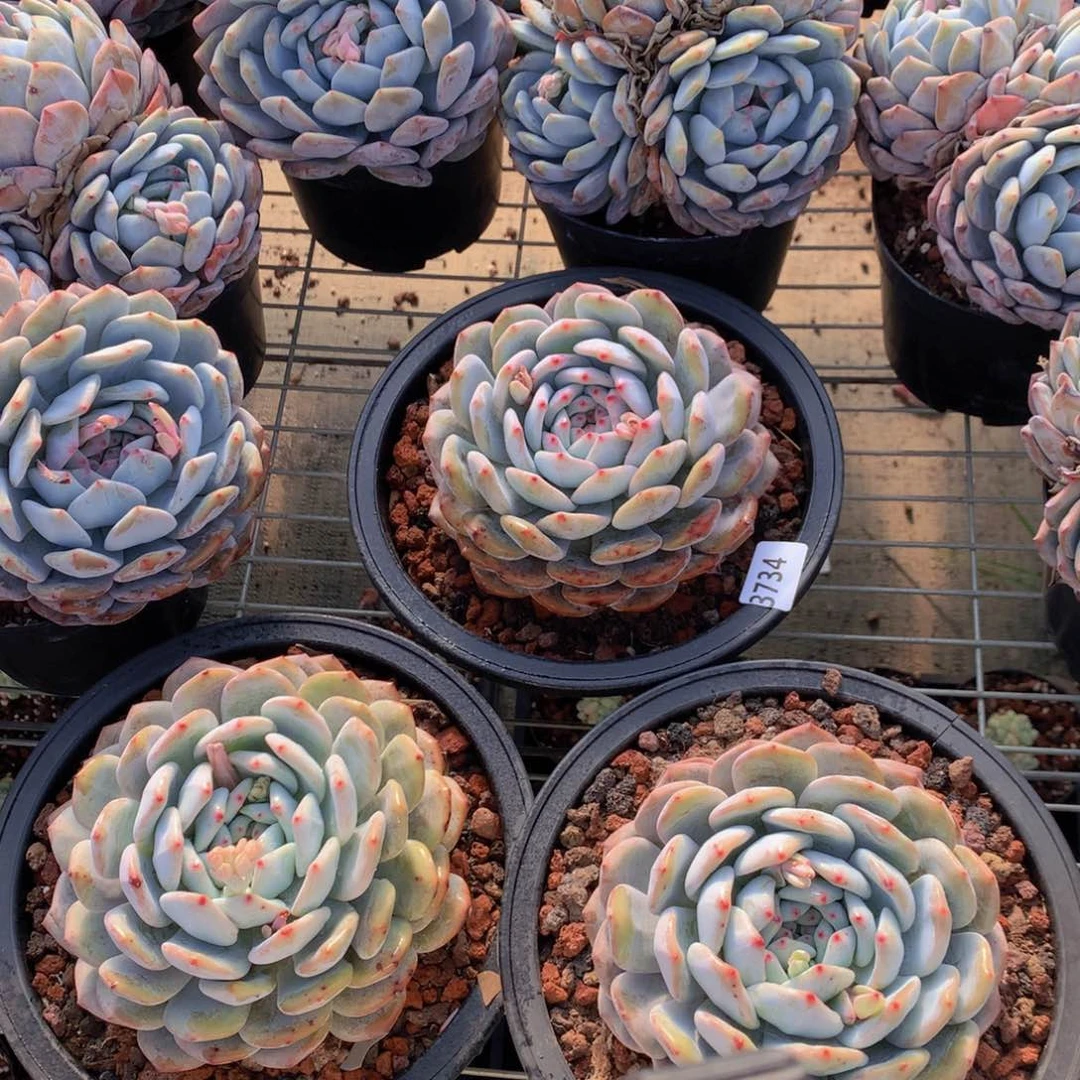 3734三个单头一起