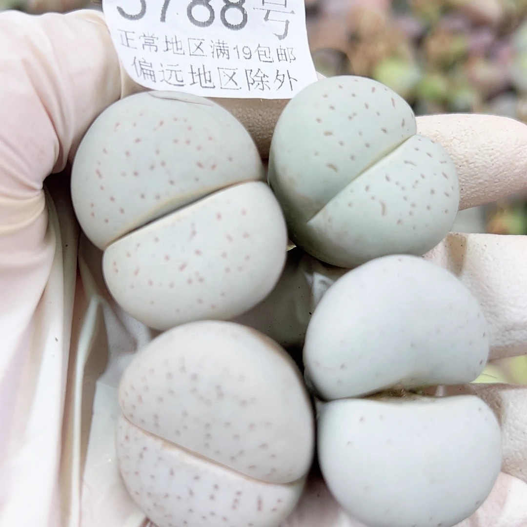 5717四年大白4个2.5-3.5cm侧面老疤特价