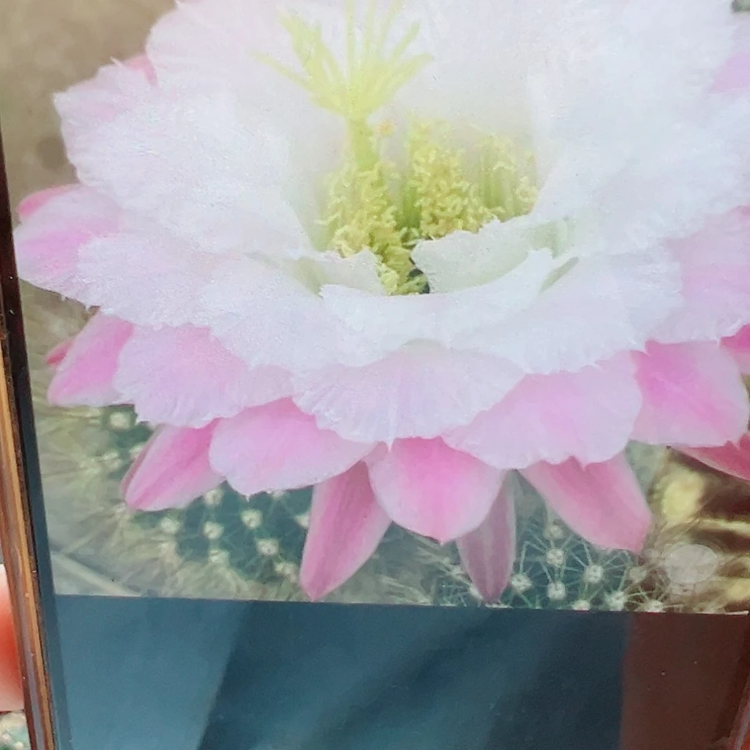 毛花柱 白雪公主 侧芽