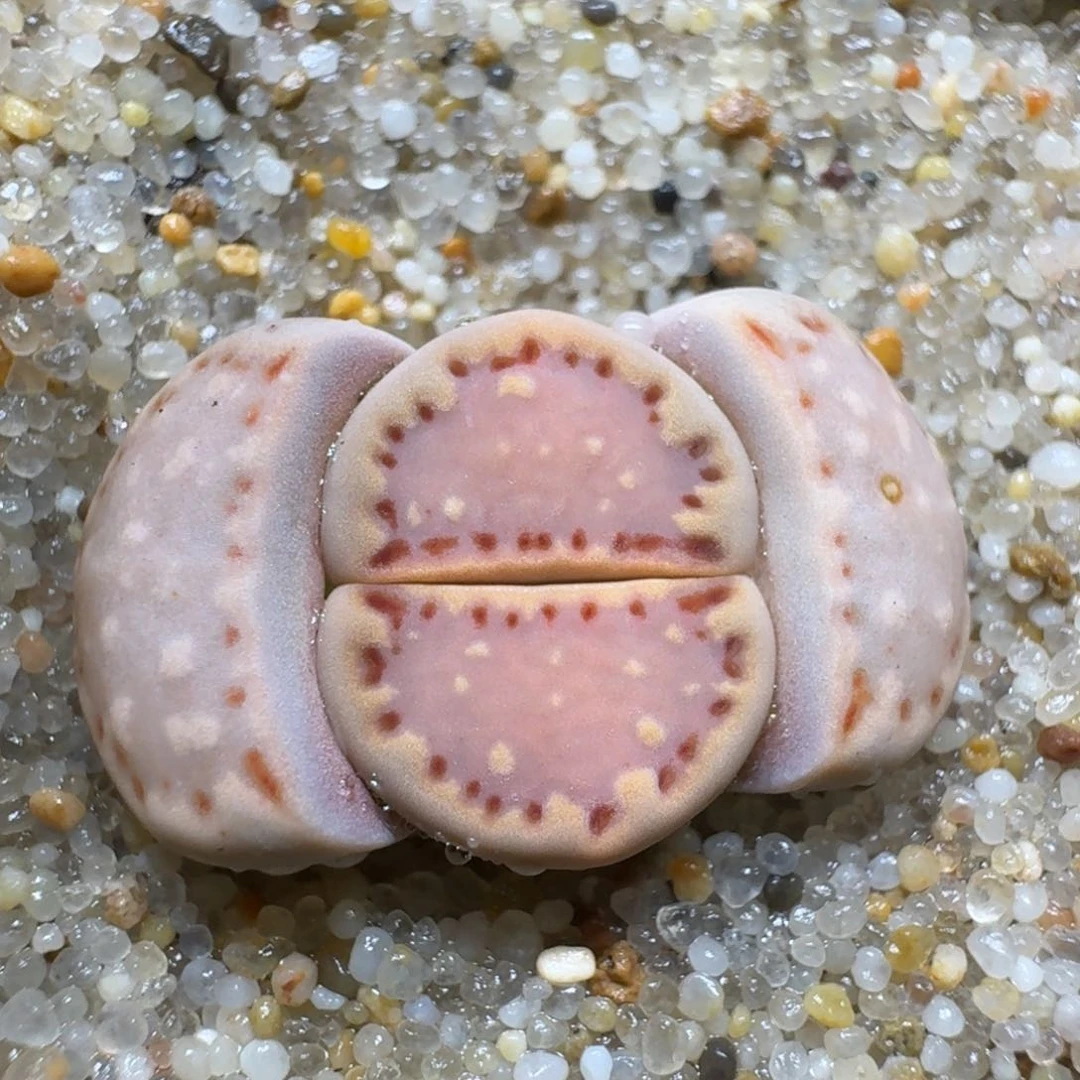 布****40116-60饼干生石花