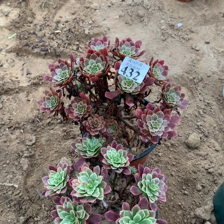 432铜玫瑰锦➕朝霞2