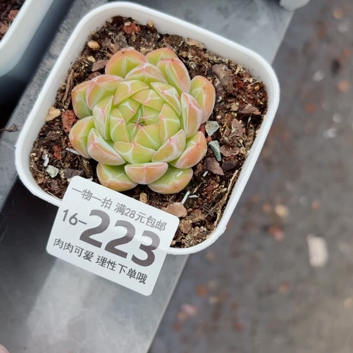 y***雪花珍妮无盆土无盆土发货