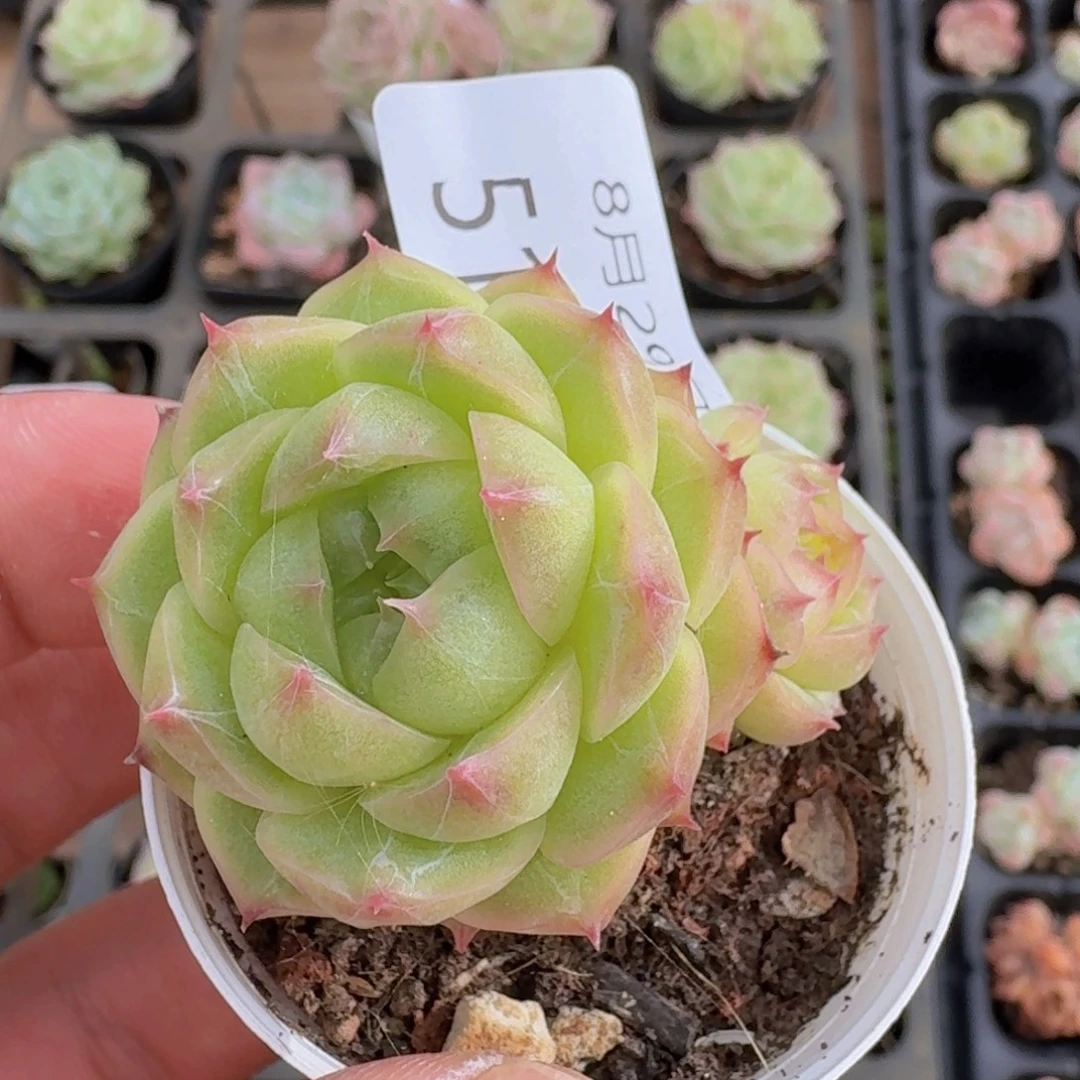 包子麦秆双头一颗脱土