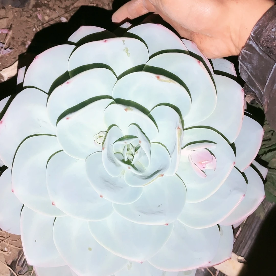 奶茶13.99多肉植物