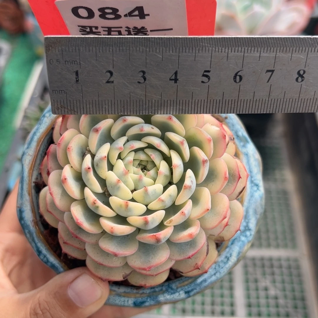 表妹精品多肉植物084.