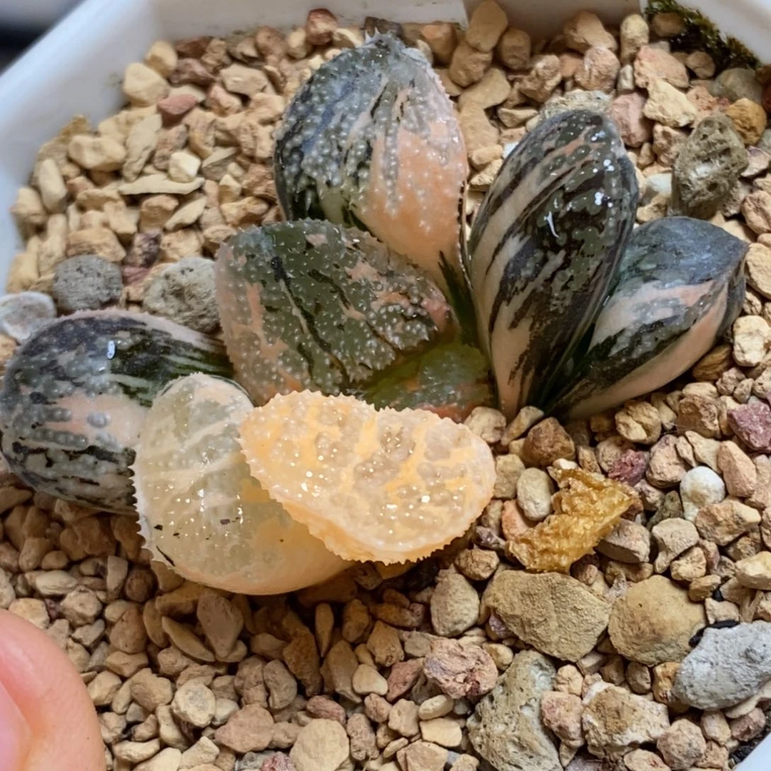 132魔多寿多肉植物