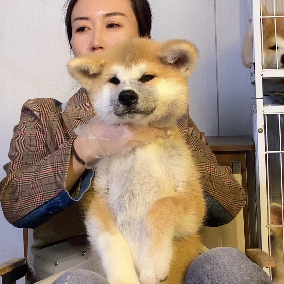 4号秋田犬 赤色公