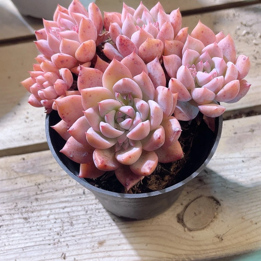 0444  闺蜜 六月六