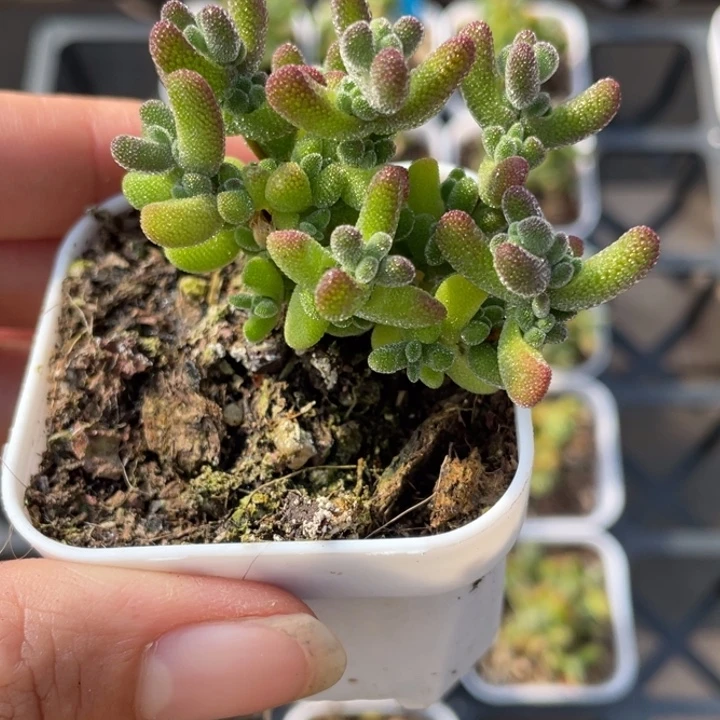 莱斯枝干番杏一颗20包邮新疆西藏不发