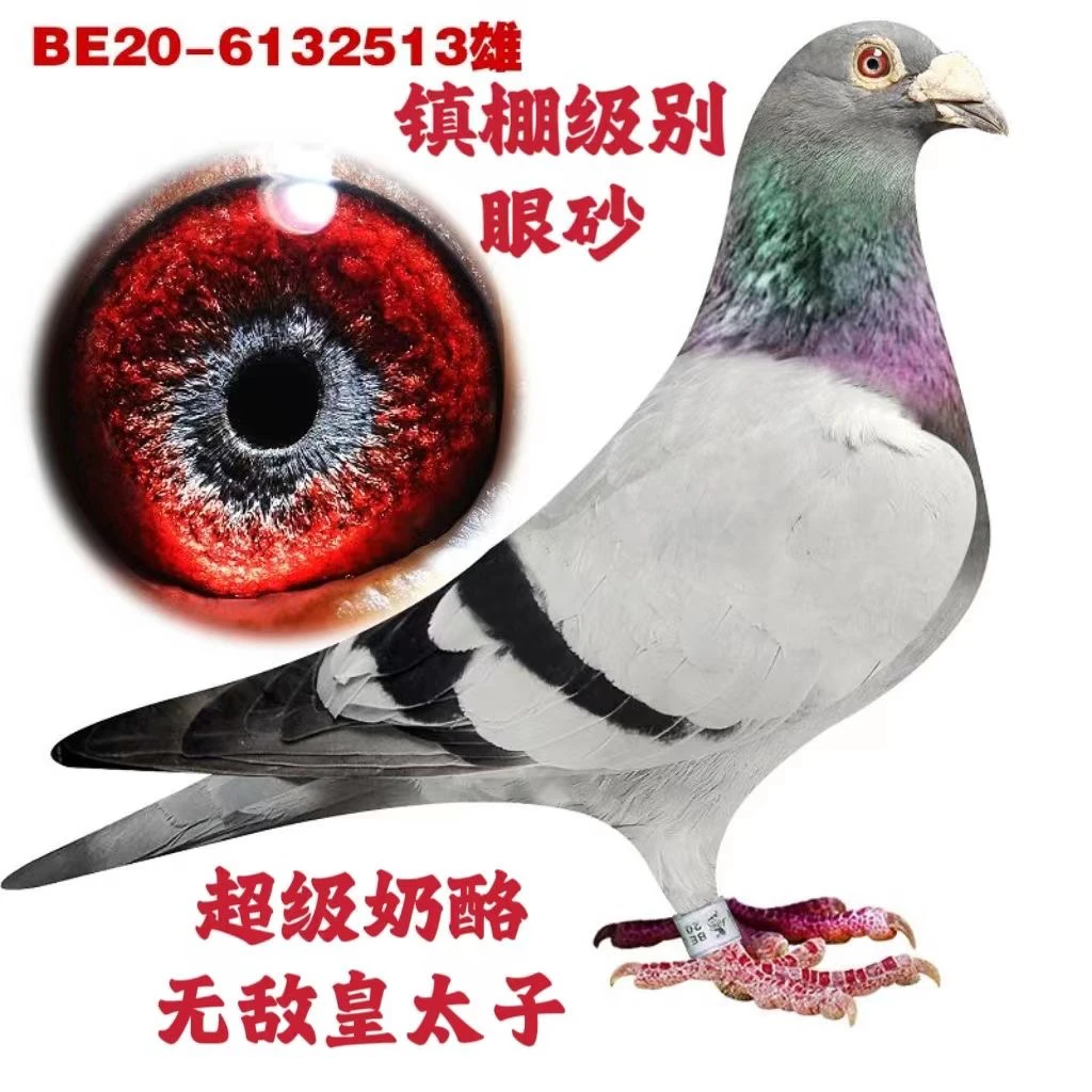 信鸽赛鸽种鸽血统鸽优质育种成绩鸽