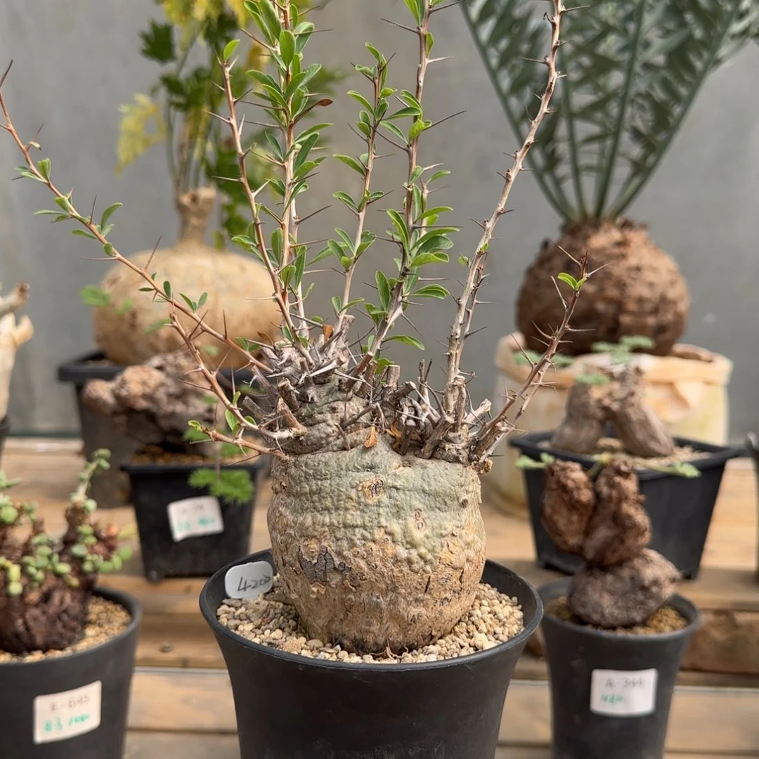 228观峰玉块根植物