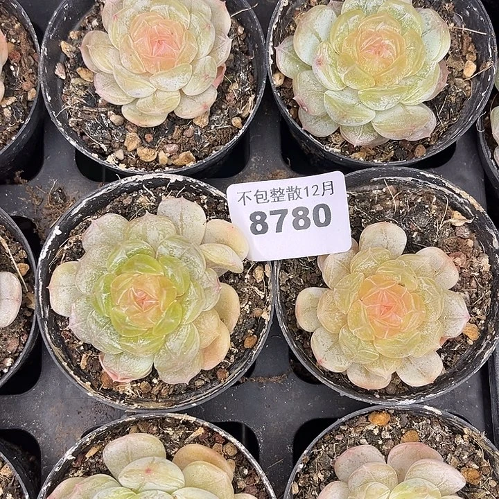 阿雅园艺。      8780