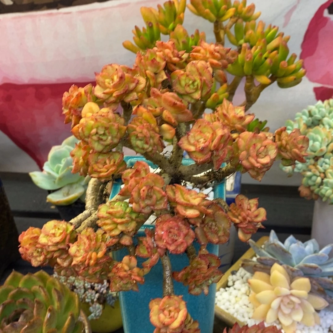 蜡牡丹多肉植物盆栽