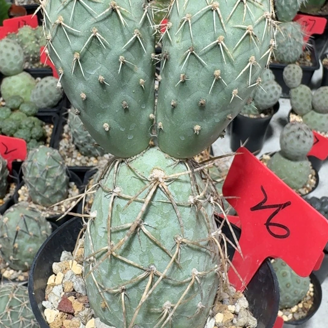 26号三头趴刺习冠幅5.6公分