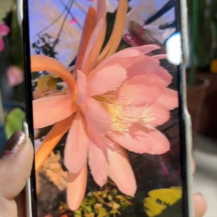 当前无花栽培后可以开花静**初秋天粉