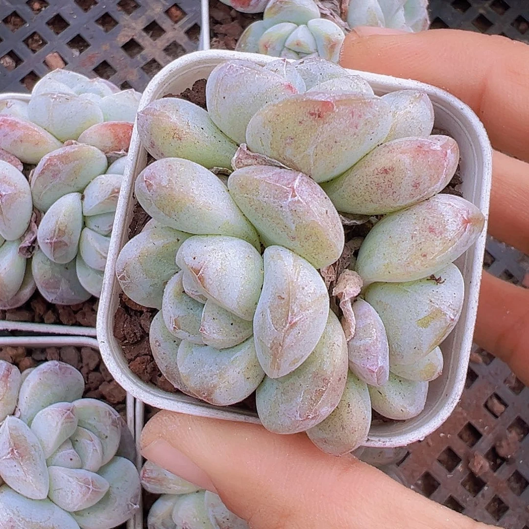 5.5盆精品冰玉群1颗