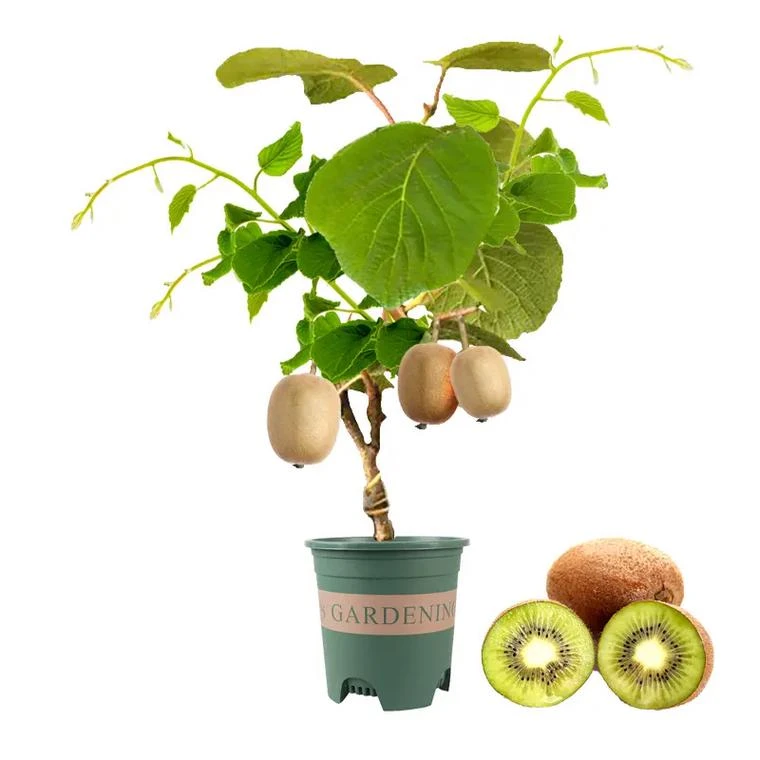 【苗情对版原土带叶子发货徐香米良红心猕猴桃】