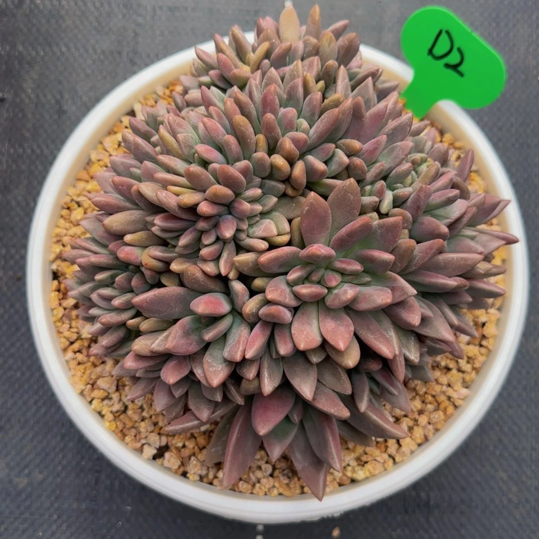 无花朵D2，桃花源缀化