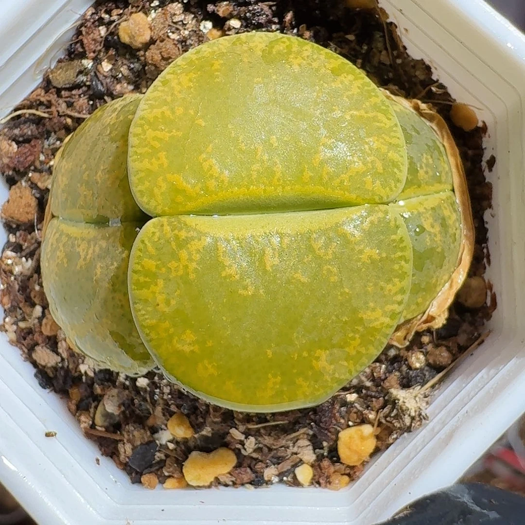 生石花等111111111。  97