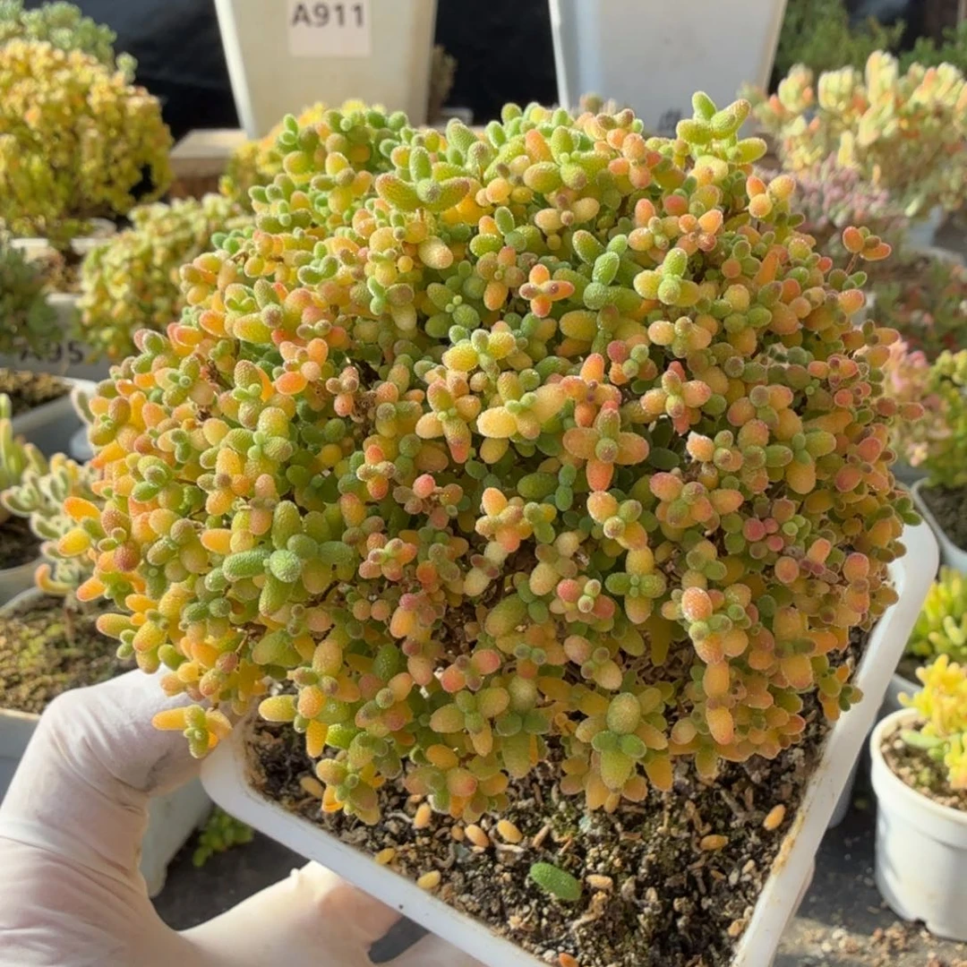 A914蜜橘糖球枝干