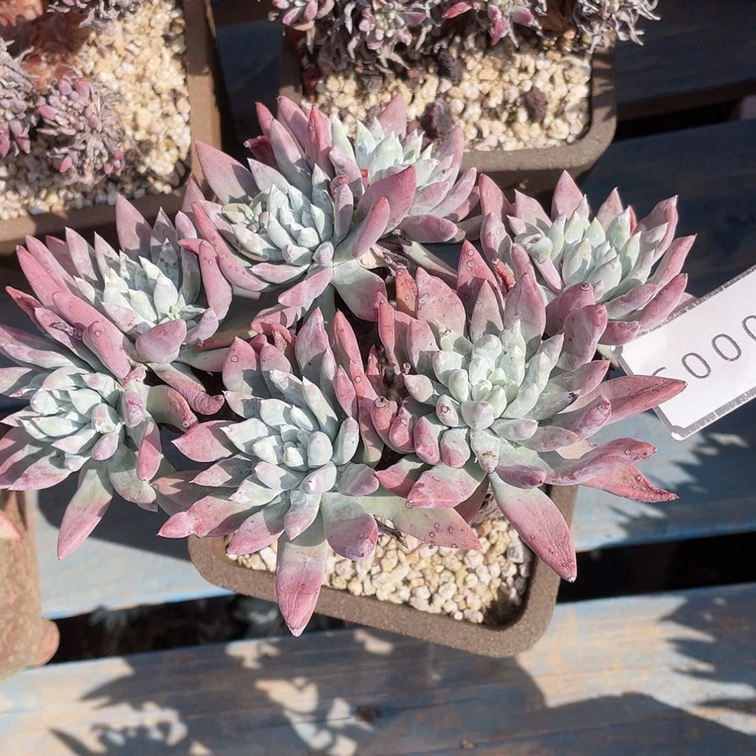 除霜杂刘丹老桩10003