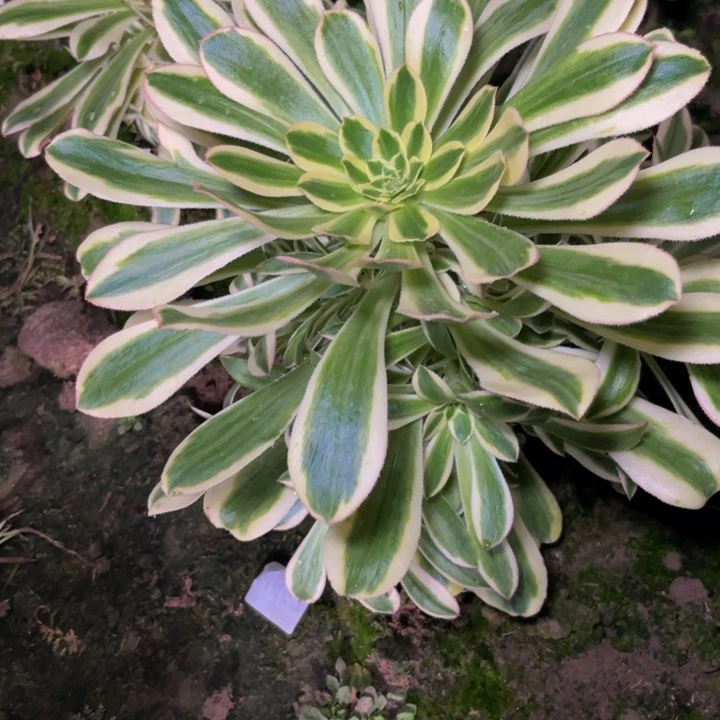 保时捷多肉植物捧花的