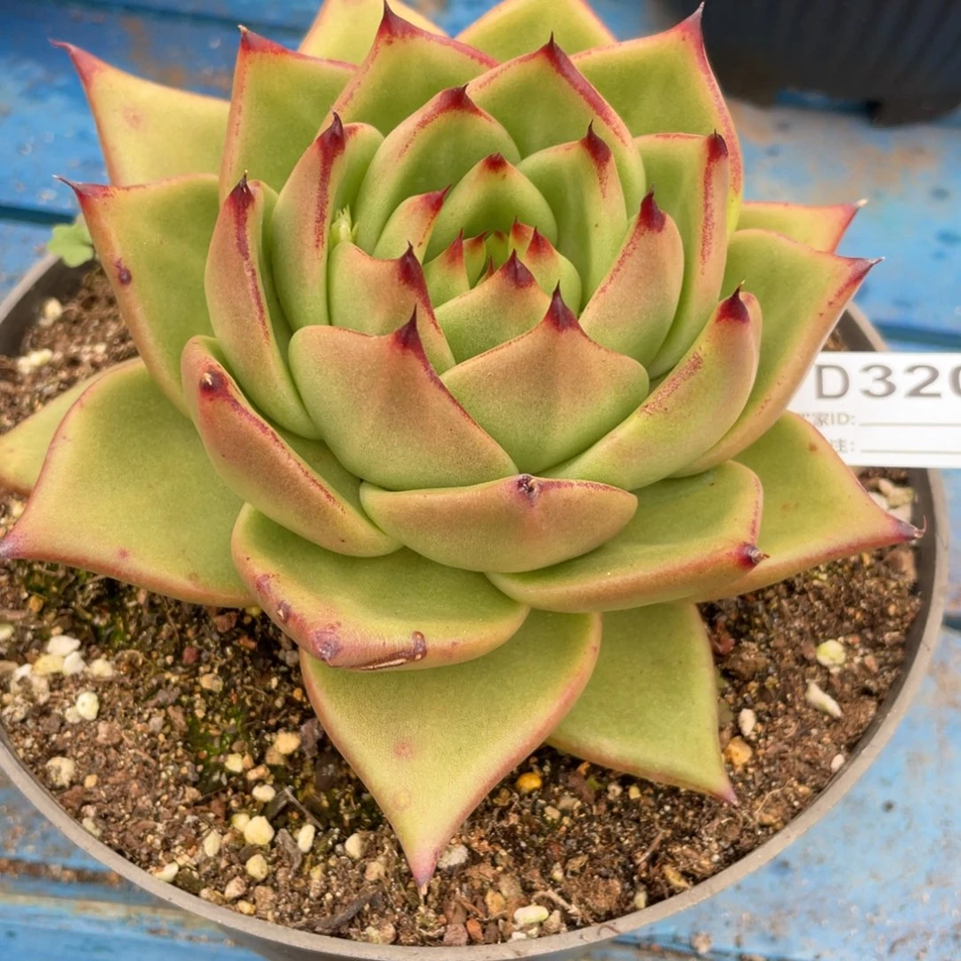 无花朵若如东云组拍D320