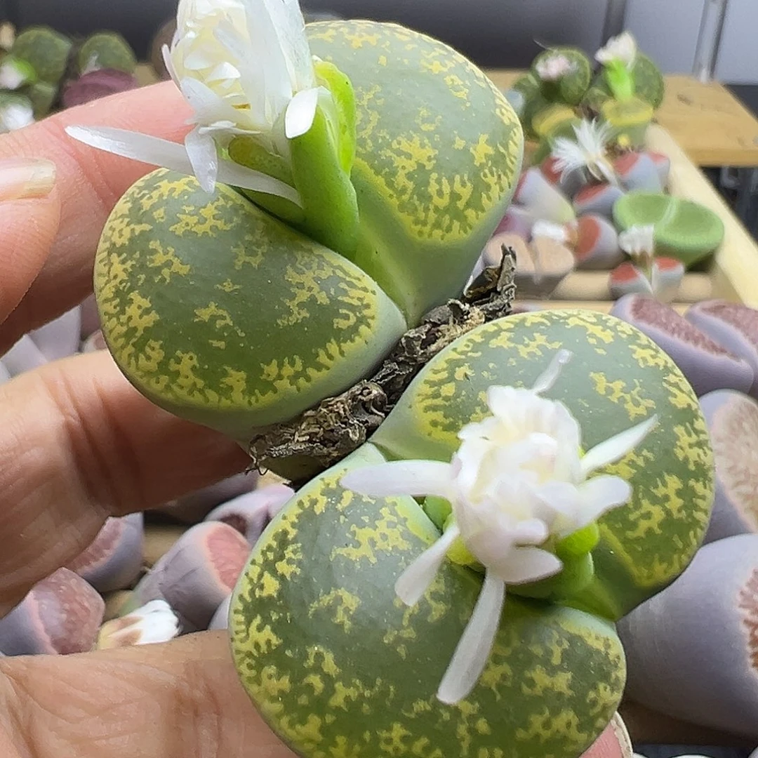 1162炸1111111111111111