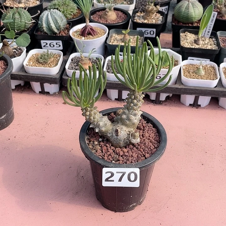 270奇峰锦钟馗块根