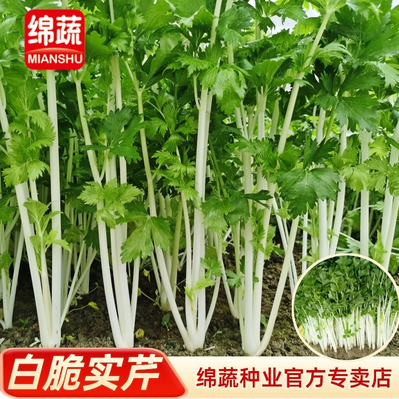 绵蔬【白脆实芹】四季芹菜白色实心芹小院阳台种植抗病适应生长