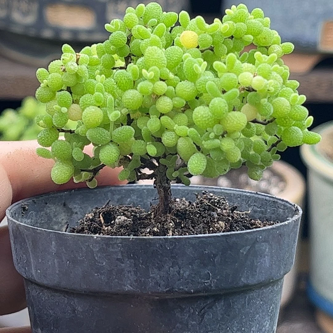 30蜜桔糖球优选枝干番杏