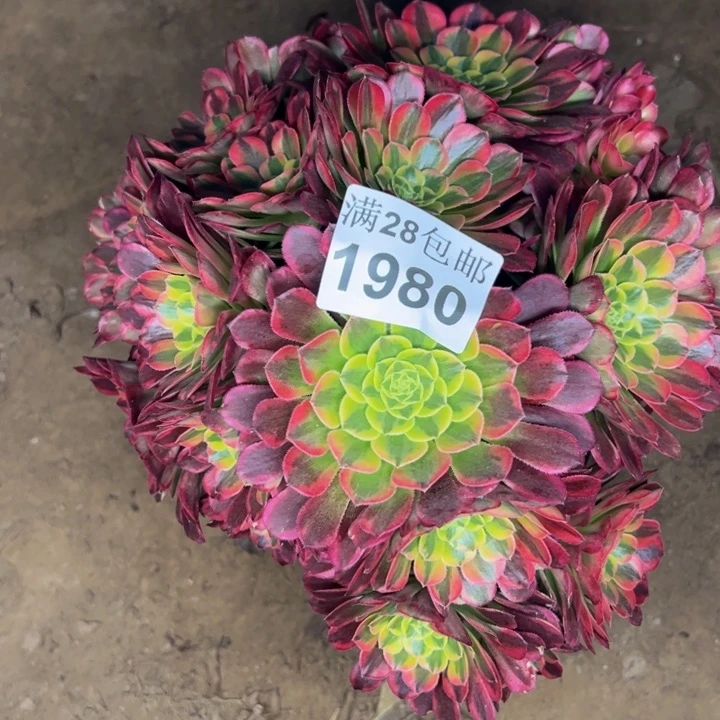 1980朝霞多肉植物