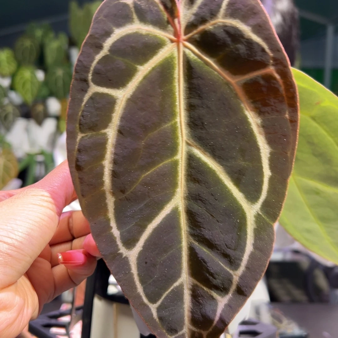 完全开放米歇尔红水晶花烛