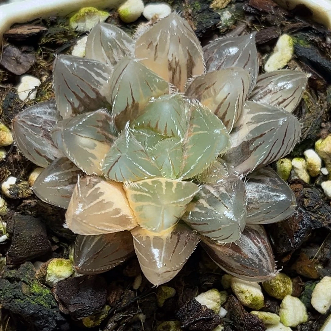 恭喜发财大吉大利866