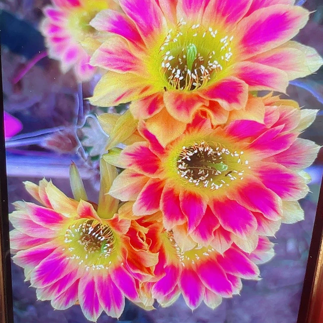 丽花 阳光明媚 侧芽 满20包邮