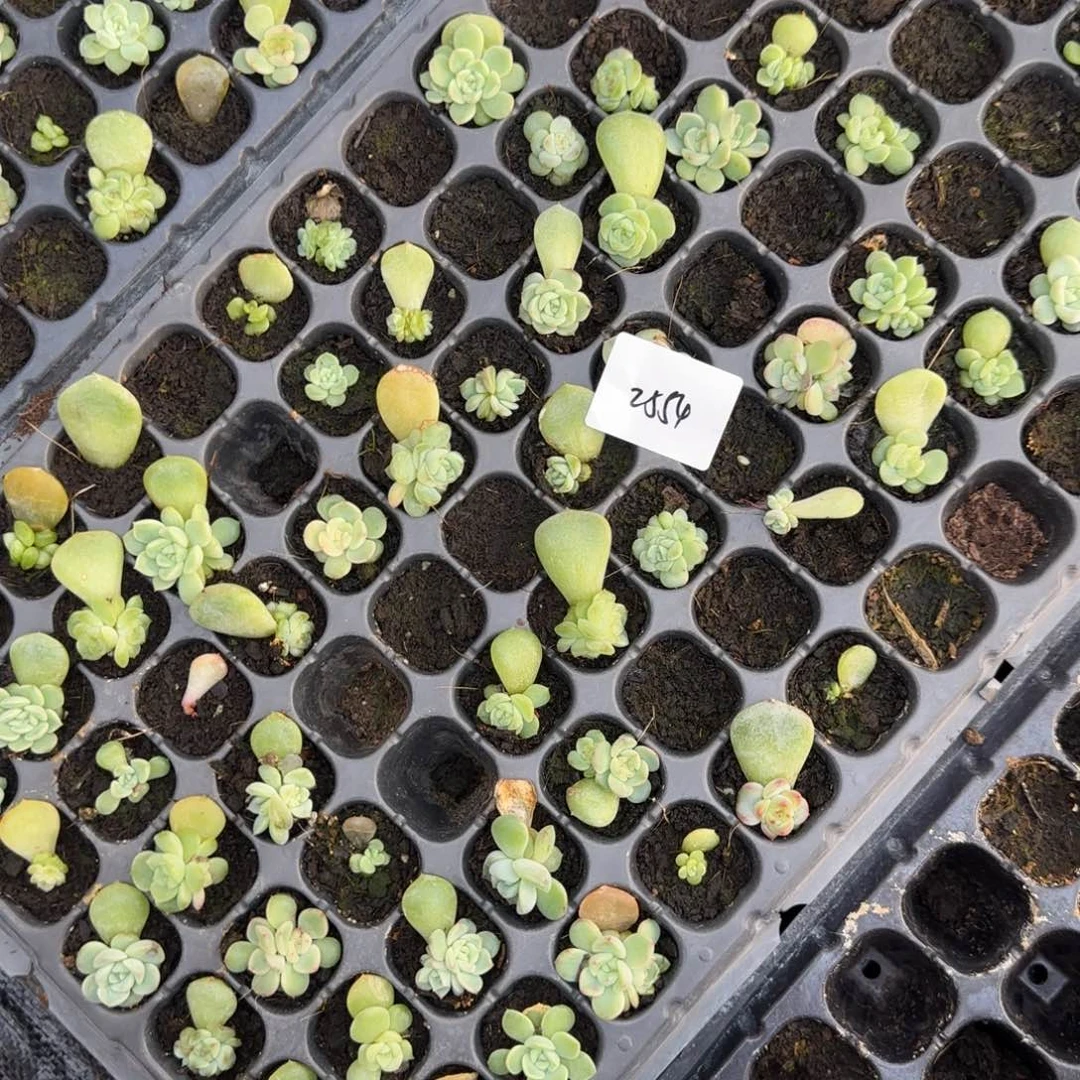 2554混合甜心40个左右