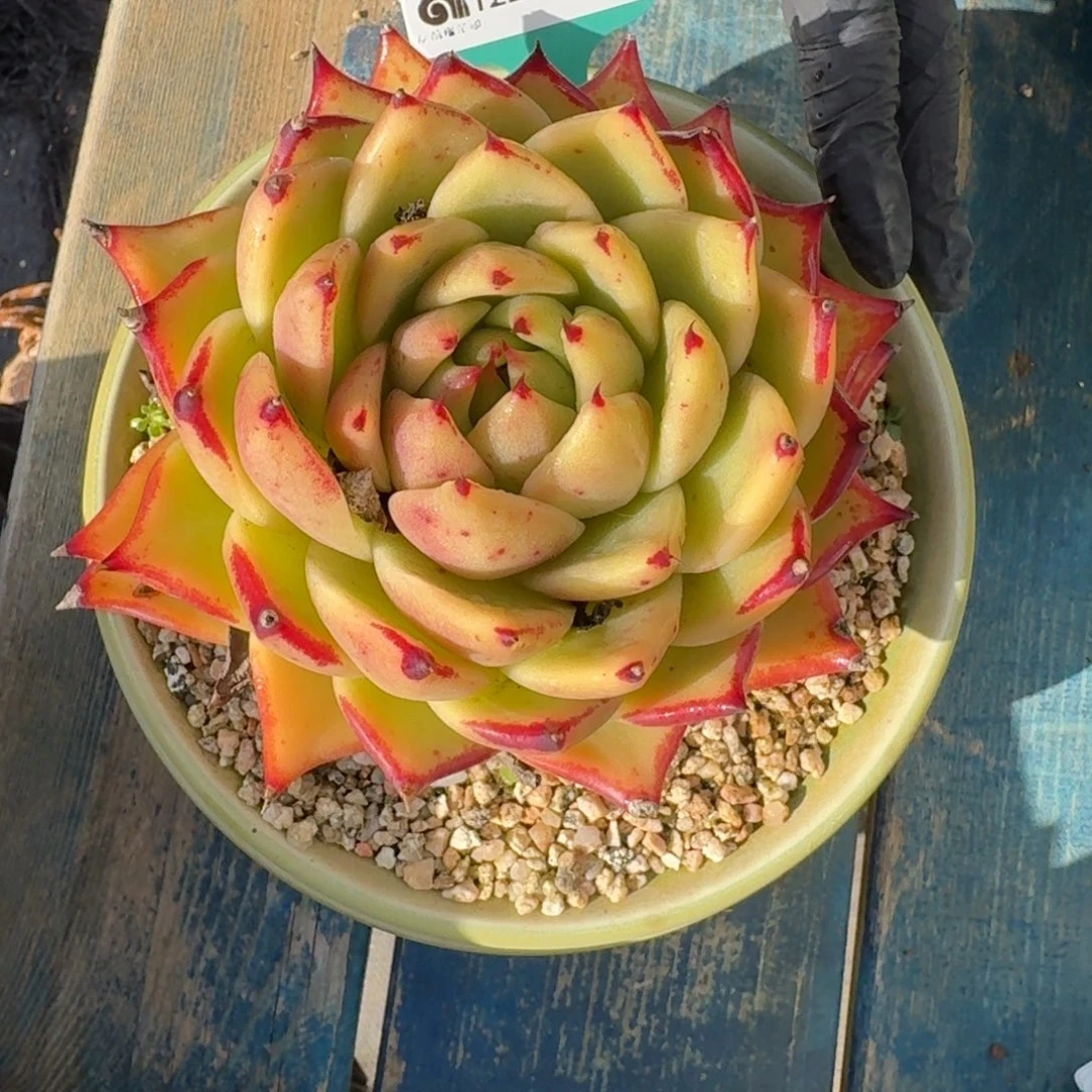 从前慢多肉精选编号1222.101