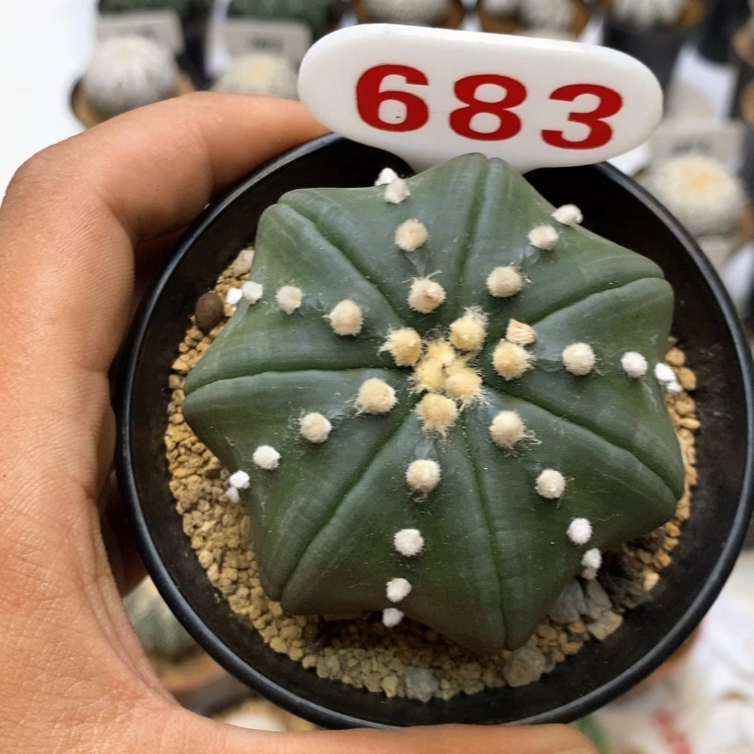 683福利特价咯啦了咯