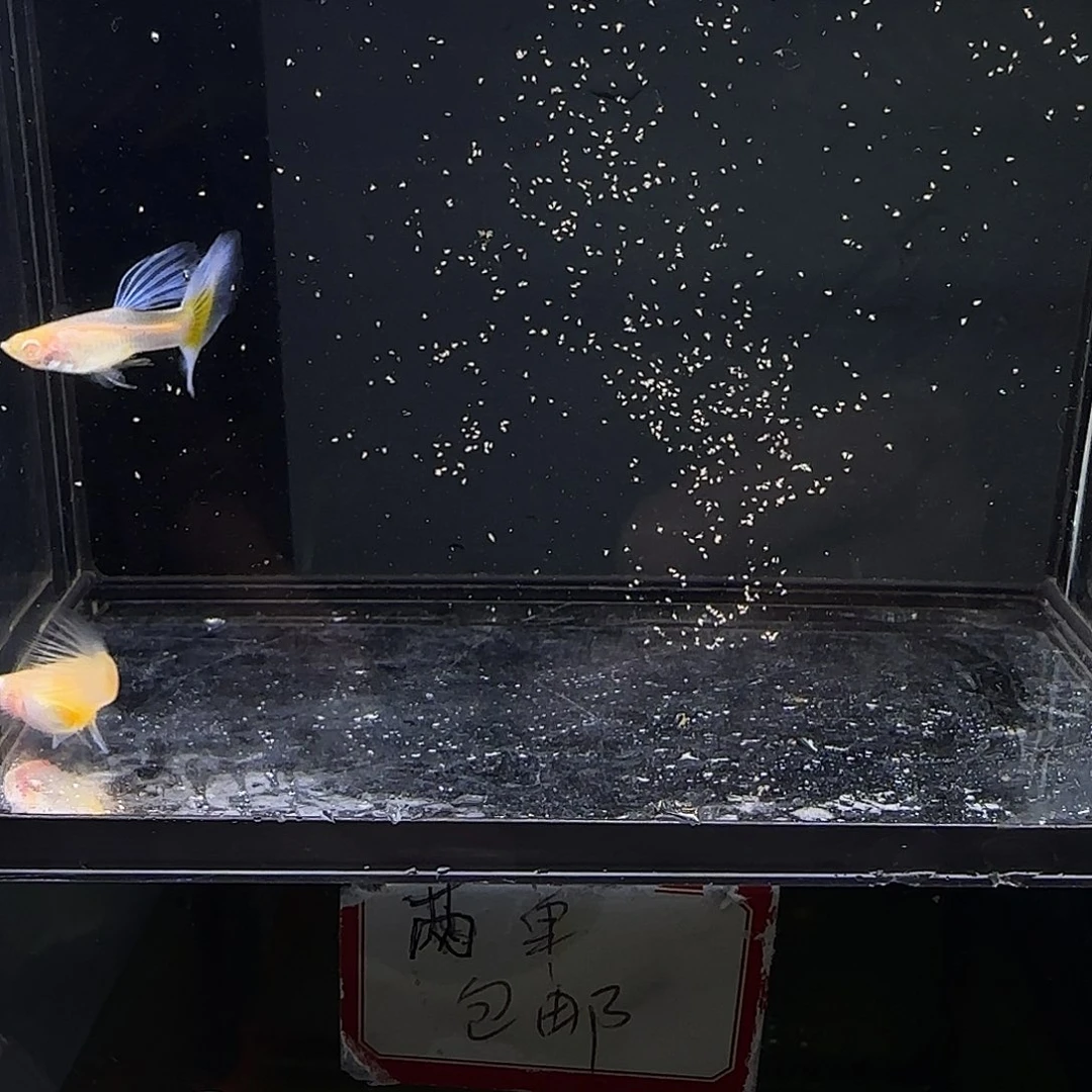 孔雀鱼漂亮的鱼一对