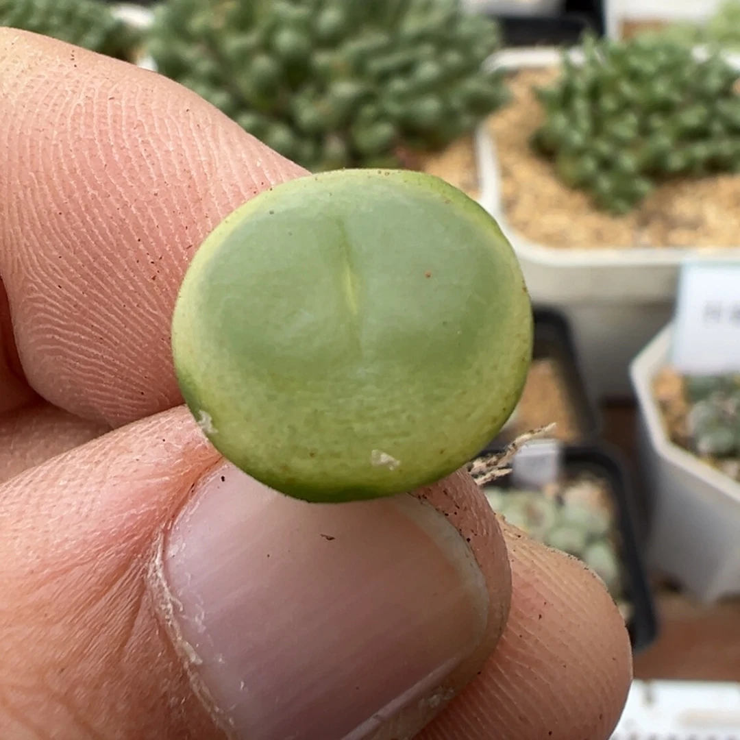 22-46拉登多肉植物