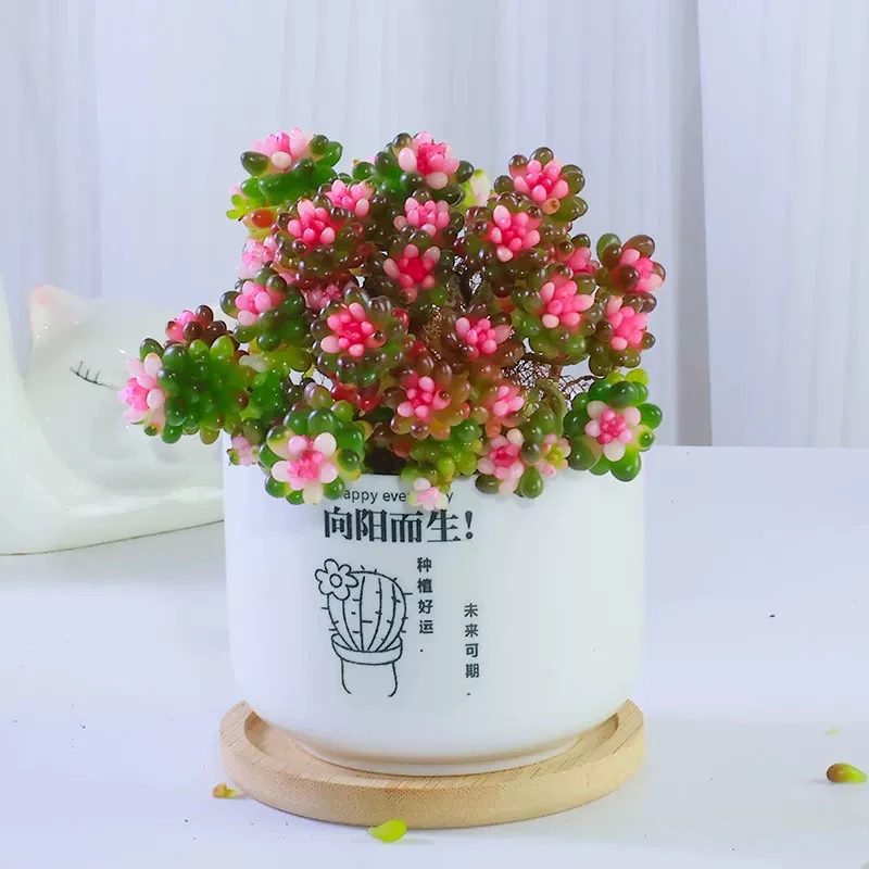 【满9.9包邮】七彩龙珠9cm盆多肉植物以直播间展示为主