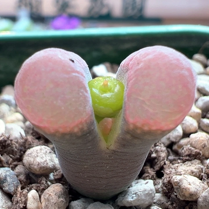 778。八五折后价。 优选大鼓窗粉欧根纱鲑鱼粉