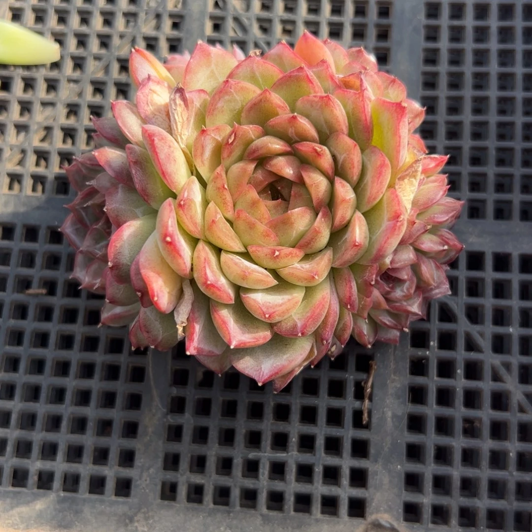 从前慢花园多肉精选编号1.3灵菊