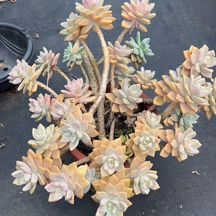 曼*淡雪A252多肉植物精品处理